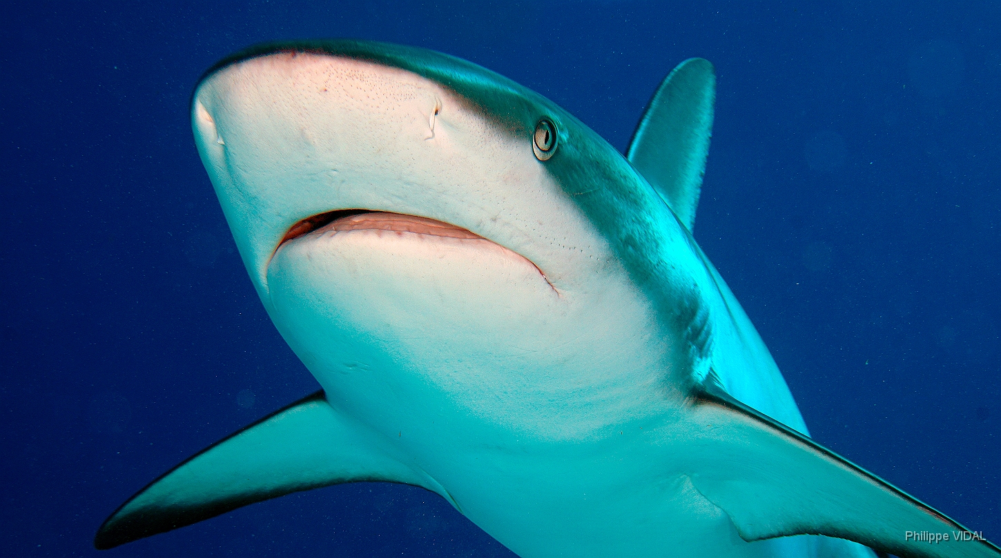 MediaEarth - Bahamas 2017 - DSC02449_rc - Caribbean reef shark - Requin gris des caraibes - Carcharhinus perezi.jpg